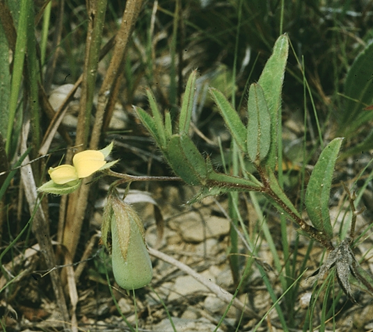 {Crotalaria sagittalis}